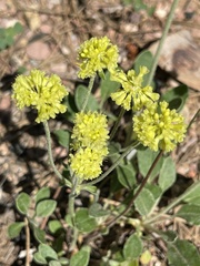 Eriogonum flavum