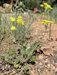 Eriogonum flavum