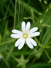 Rabelera holostea