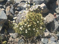 Saxifraga erioblasta