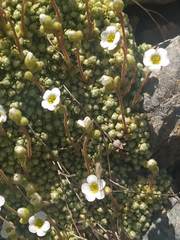Saxifraga erioblasta