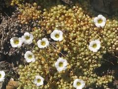 Saxifraga erioblasta