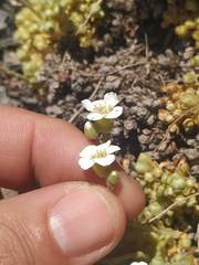 Saxifraga erioblasta