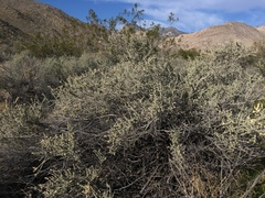 Atriplex canescens laciniata
