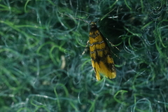 Promalactis procerella