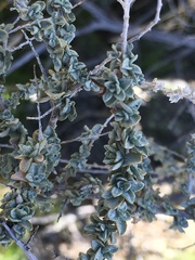 Atriplex canescens laciniata