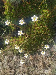 Saxifraga tridactylites