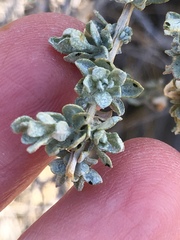 Atriplex canescens laciniata