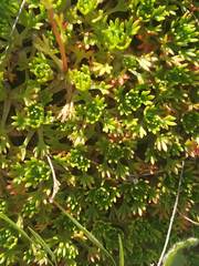Saxifraga tridactylites