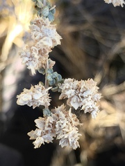 Atriplex canescens laciniata