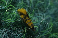 Promalactis procerella