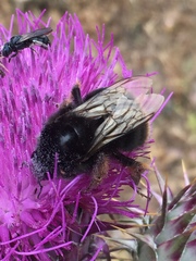 Bombus xanthopus
