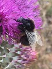 Bombus xanthopus