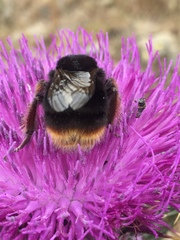 Bombus xanthopus
