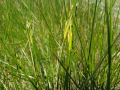 Juncus maritimus