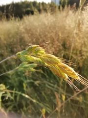 Bromus hordeaceus