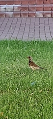Turdus pilaris