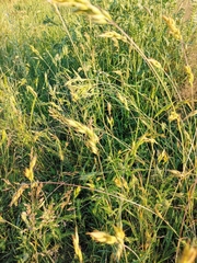 Bromus hordeaceus