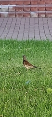 Turdus pilaris