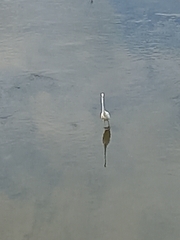 Ardea alba