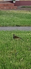 Turdus pilaris