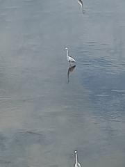 Ardea alba