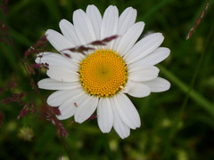 Leucanthemum vulgare