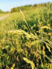 Bromus hordeaceus