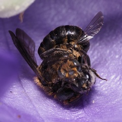 Chelostoma rapunculi