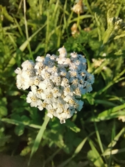 Achillea millefolium