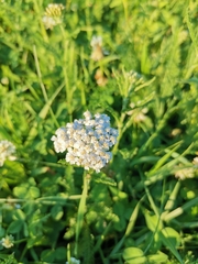 Achillea millefolium