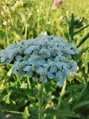 Achillea millefolium