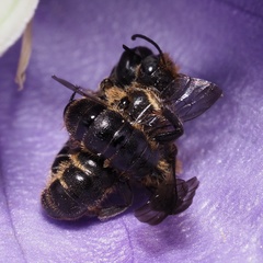 Chelostoma rapunculi