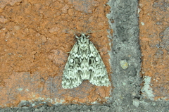 Acronicta fragilis