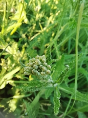 Achillea millefolium