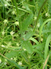 Leucanthemum vulgare