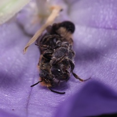 Chelostoma rapunculi