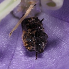 Chelostoma rapunculi