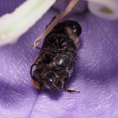 Chelostoma rapunculi
