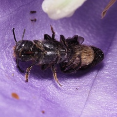 Chelostoma rapunculi