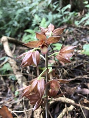 Eulophia zollingeri