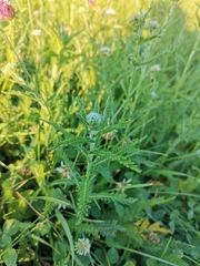 Achillea millefolium