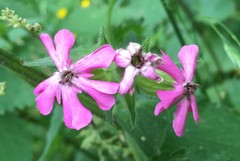 Microbotryum silenes-dioicae