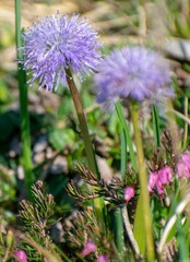 Globularia cordifolia