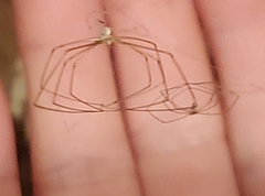 Pholcus