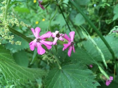 Microbotryum silenes-dioicae