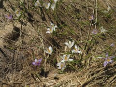 Crocus vernus
