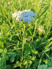 Achillea millefolium