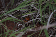 Bolbocerosoma bruneri