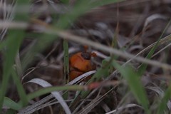 Bolbocerosoma bruneri